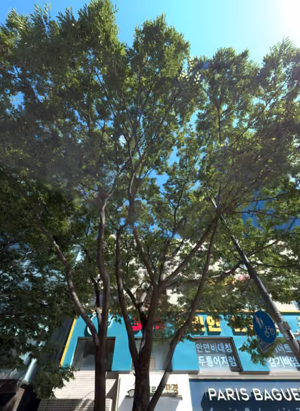 tree photo