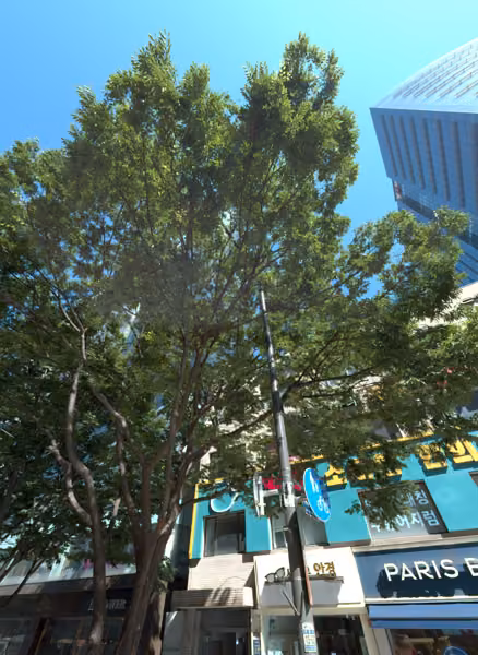 tree photo