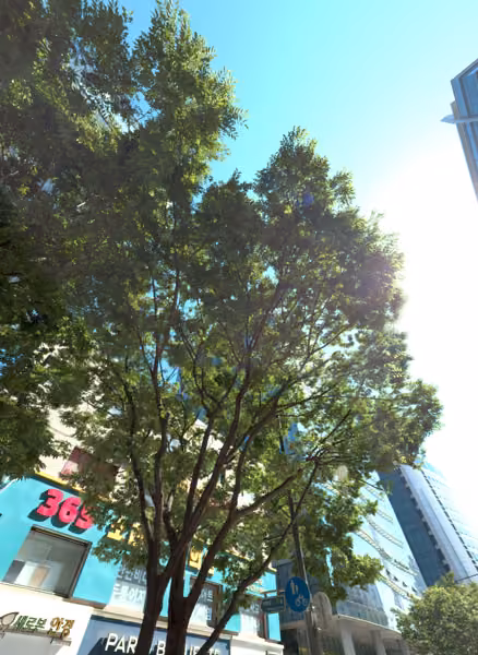tree photo