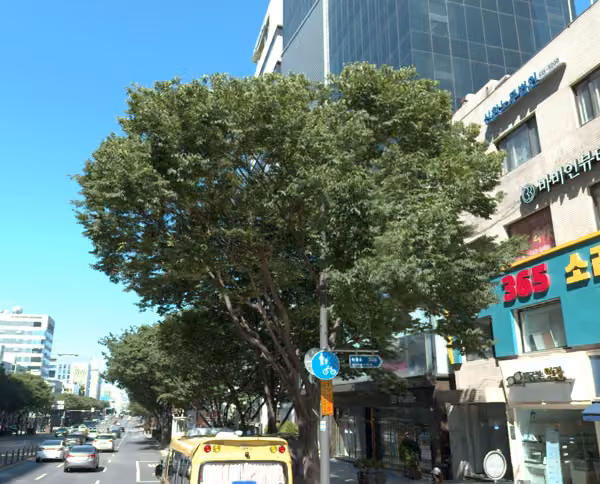 tree photo