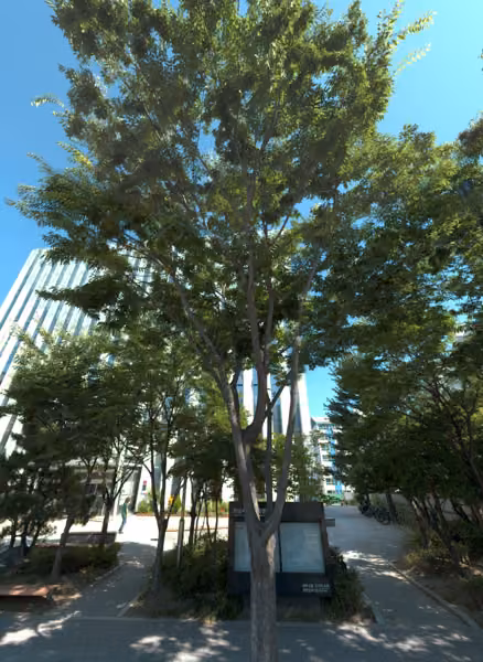 tree photo