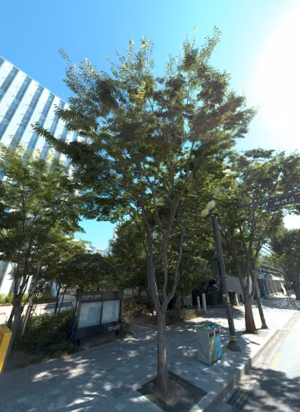 tree photo