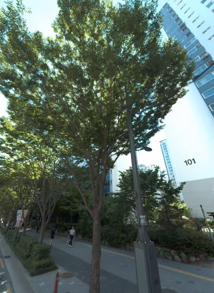 tree photo