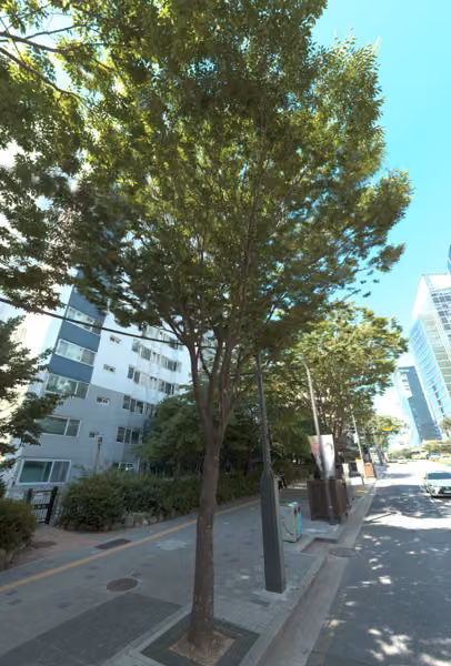 tree photo
