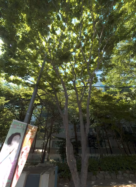 tree photo