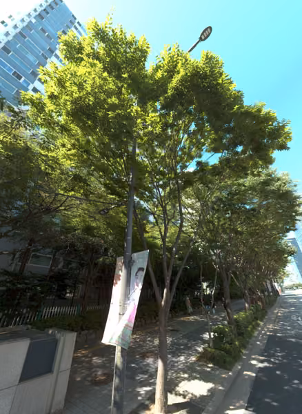 tree photo