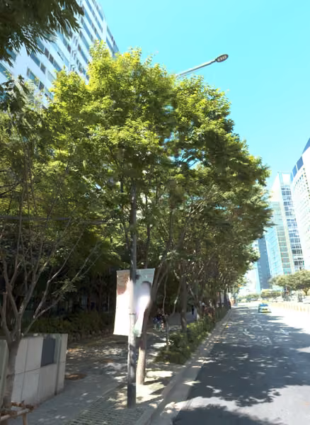 tree photo