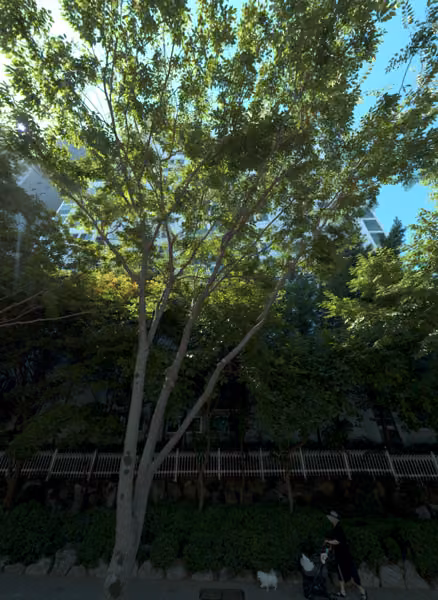 tree photo