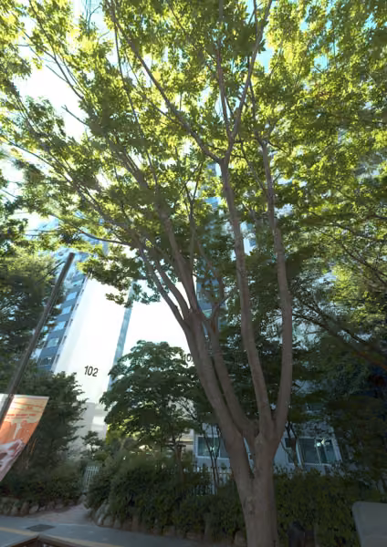 tree photo