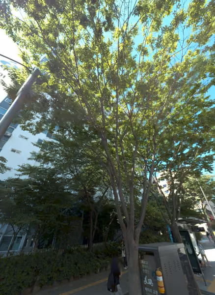tree photo