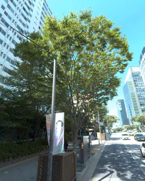 tree photo