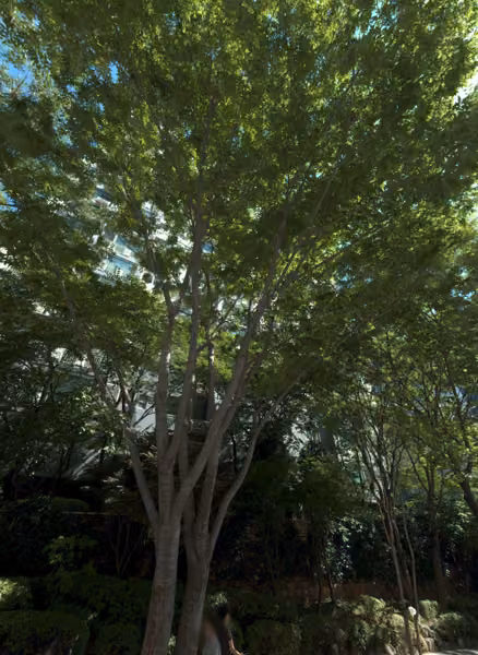 tree photo