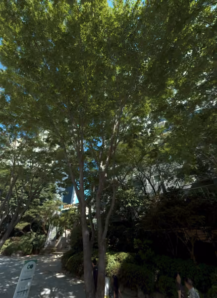 tree photo