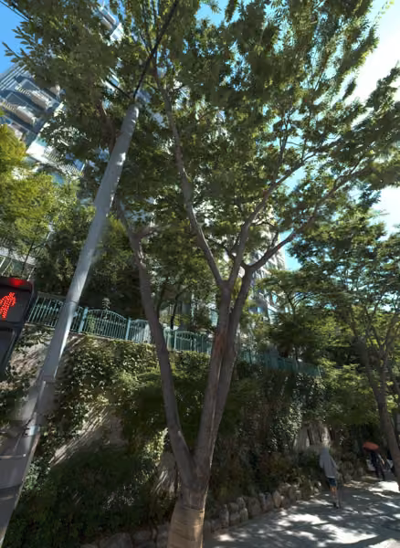 tree photo
