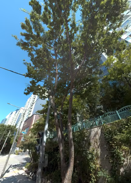 tree photo