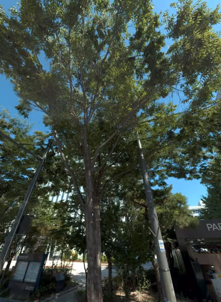tree photo