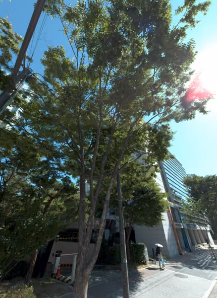 tree photo