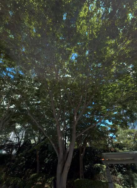 tree photo