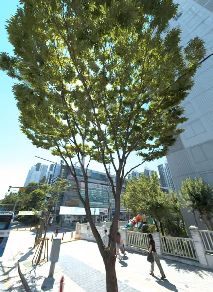 tree photo