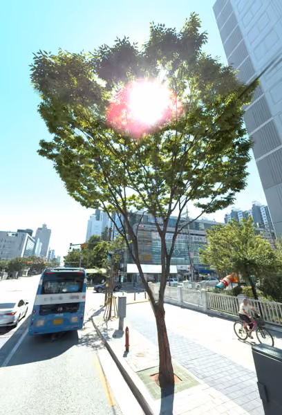 tree photo