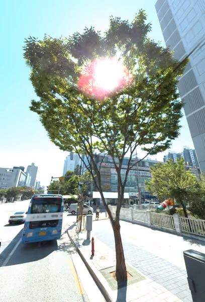 tree photo