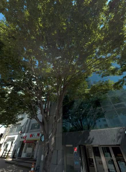 tree photo