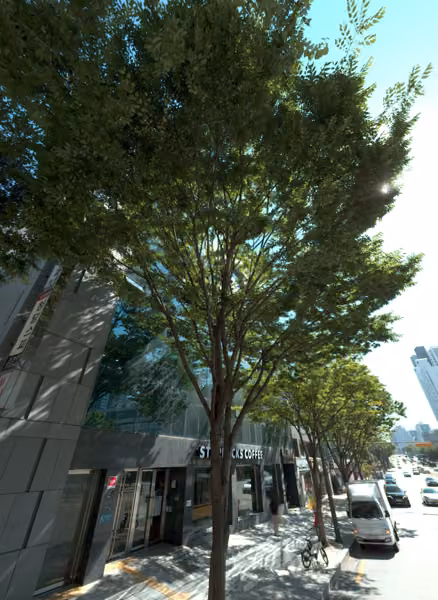 tree photo