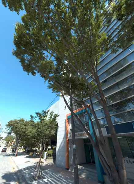 tree photo