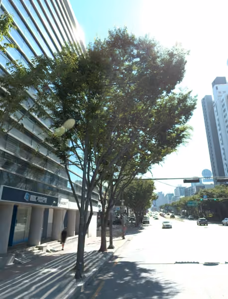 tree photo