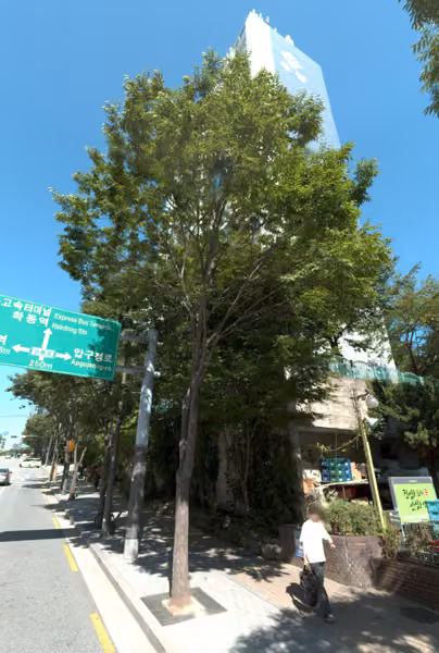 tree photo