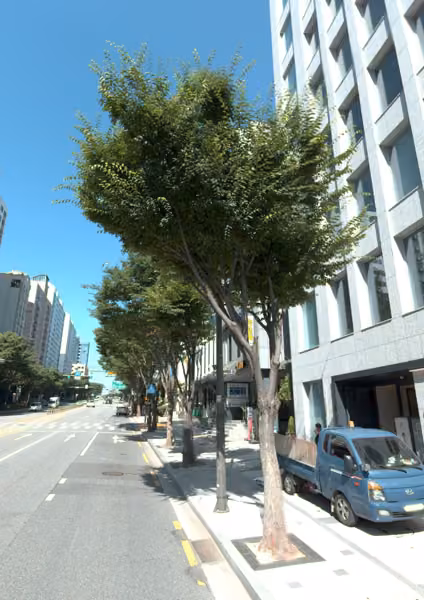 tree photo