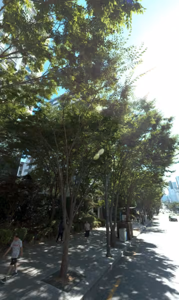 tree photo