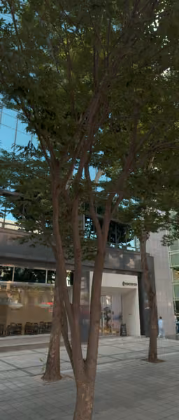tree photo