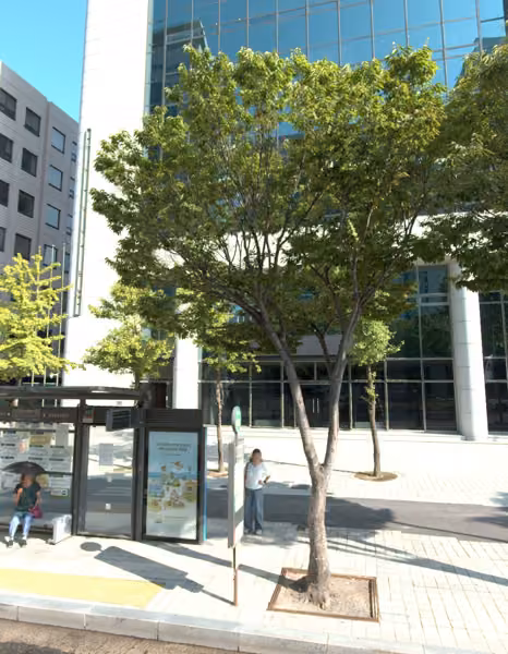 tree photo