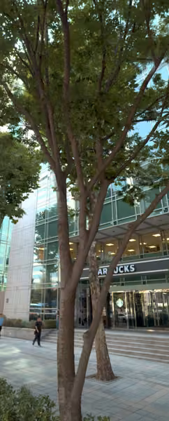 tree photo
