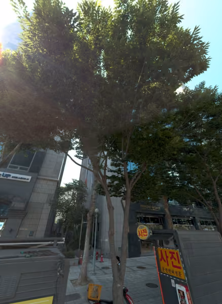 tree photo