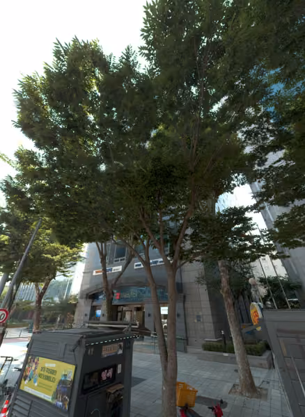 tree photo