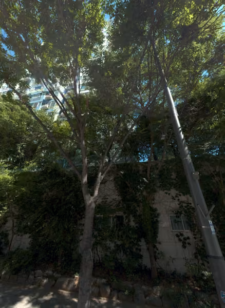 tree photo