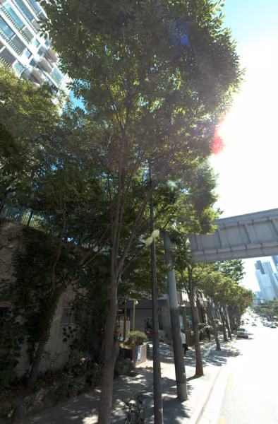 tree photo