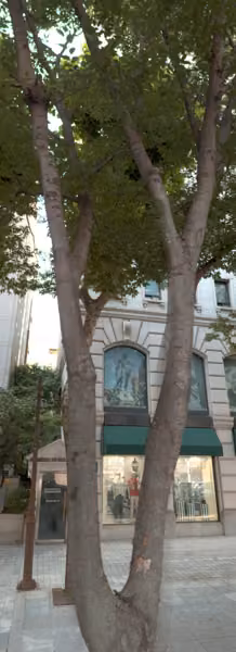 tree photo