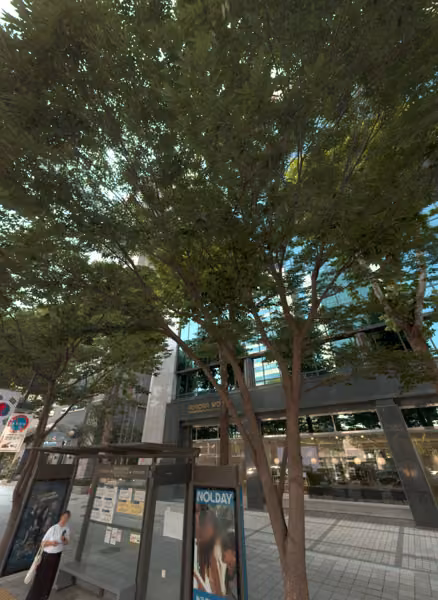 tree photo