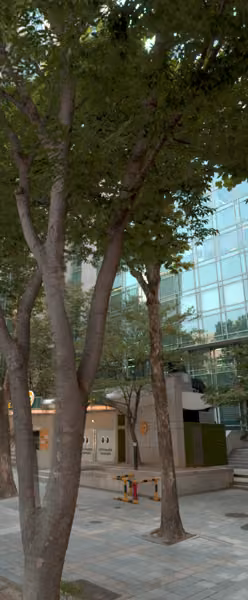tree photo