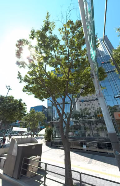 tree photo