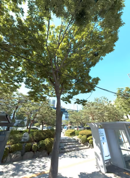 tree photo