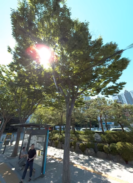 tree photo