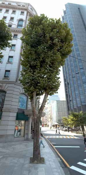 tree photo