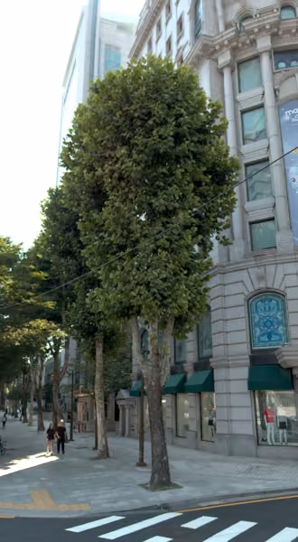 tree photo