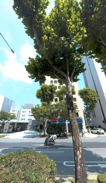 tree photo
