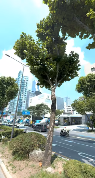 tree photo
