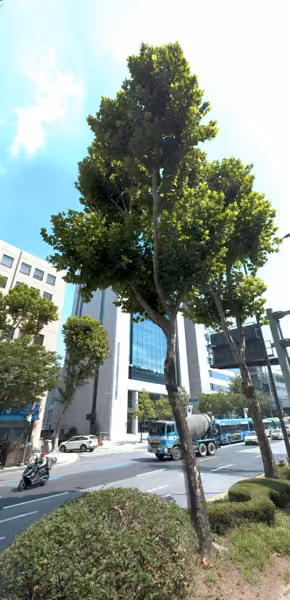 tree photo